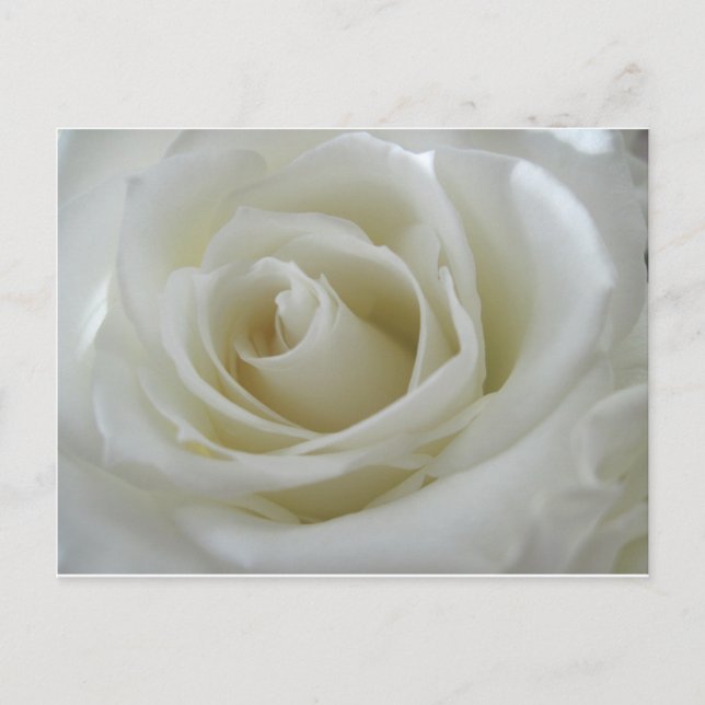 Floral Glow Postcard (Front)