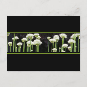 Floral Green Black And White Postcard