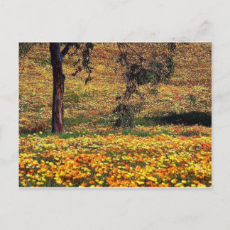 Floral Meadow Postcard