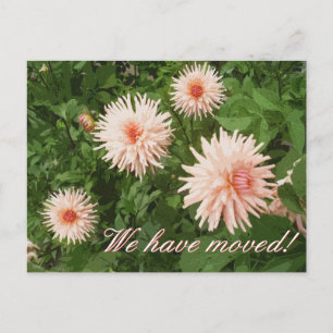 Floral moving postcards with Chrysanthemum flower