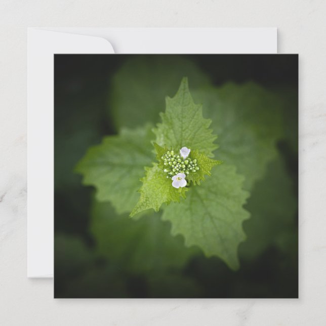 Floral Nature Photo (Front)