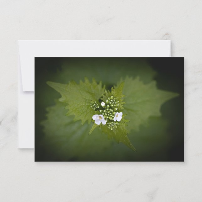 Floral Nature Photo (Front)