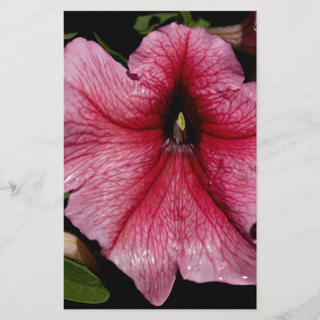 Floral Outburst Stationery (Front)