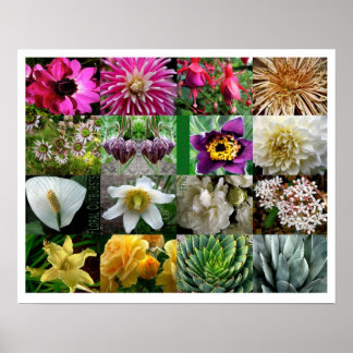 Floral Outbursts Poster