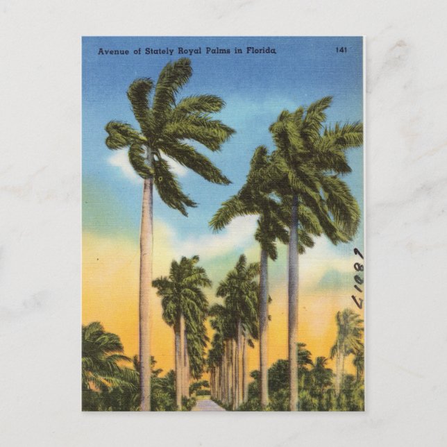 Floral Palm Trees Vintage Florida Postcard (Front)