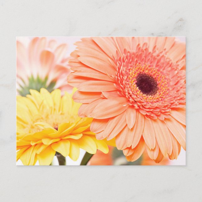 Floral Peach Orange And Yellow Gerbera Daisies Postcard (Front)
