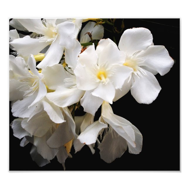 floral photo print (Front)