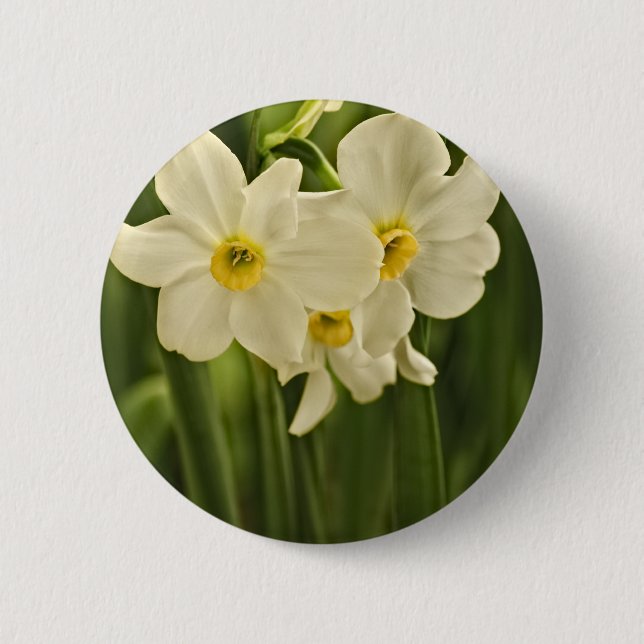 Floral Photography:  White Spring Narcissus 2 Inch Round Button (Front)