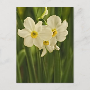 Floral Photography:  White Spring Narcissus Postcard