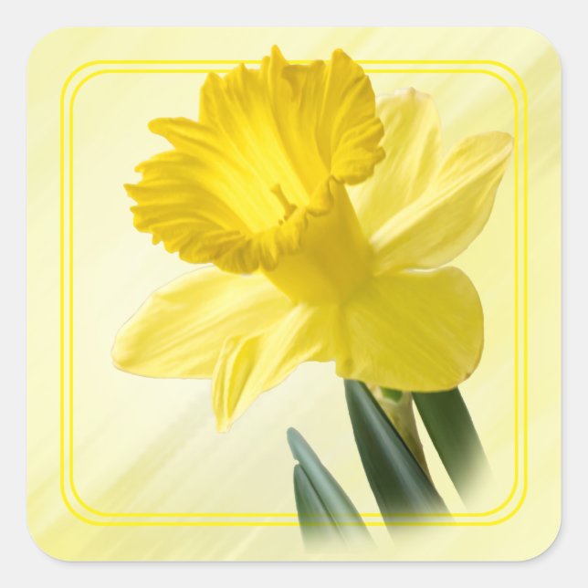 Floral Photography Yellow Daffodil Nature Pic Square Sticker (Front)