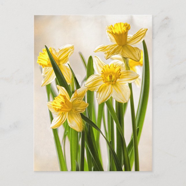 Floral Photography:  Yellow Spring Daffodils Postcard (Front)