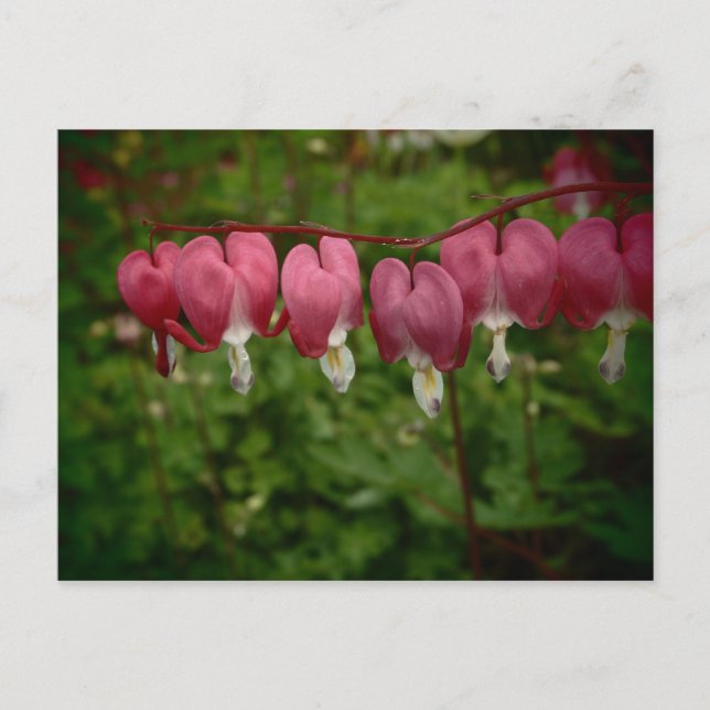 Floral Pink Bleeding Hearts Postcard (Front)