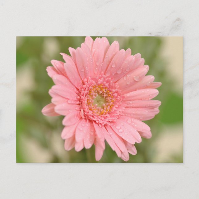 Floral Pink Gerbera Daisy Flower  Hello Love Postcard (Front)