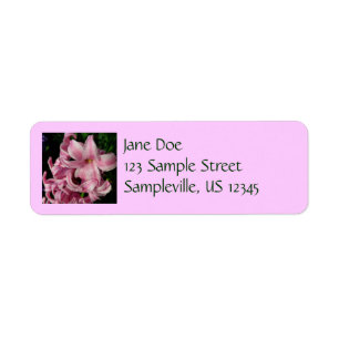 Floral Pink Hyacinth