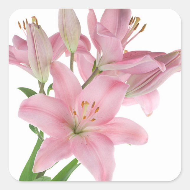 Floral Pink Lily Flower Sticker / Seal (Front)