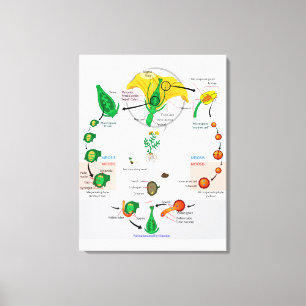 Floral Plant Angiosperm Life Cycle Diagram Chart Canvas Print