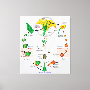 Floral Plant Angiosperm Life Cycle Diagram Chart Canvas Print
