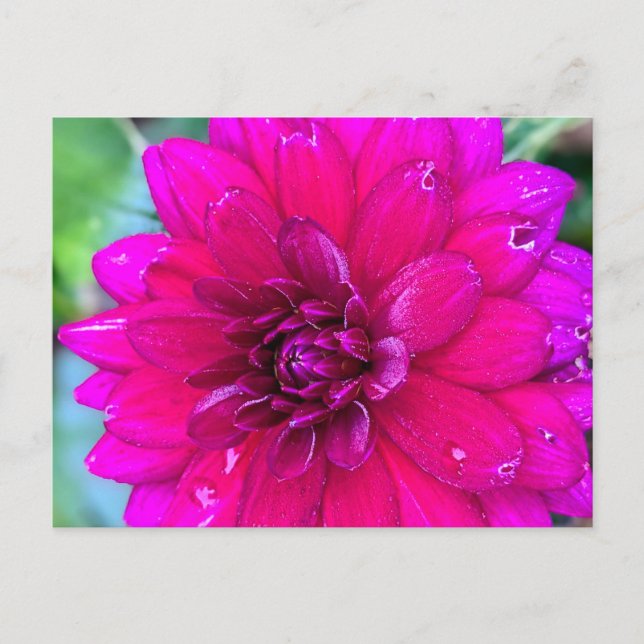 Floral Postcard (Front)