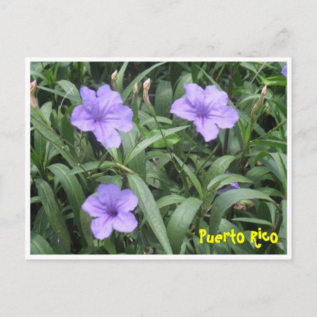 Floral Postcard (Front)