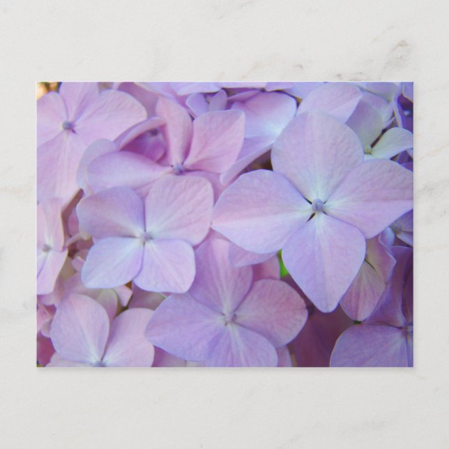 Floral postcards Lavender Purple Hydrangea Flowers (Front)