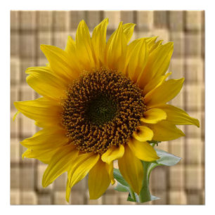 Floral Poster Sunflower