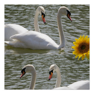 Floral Poster Sunflower Swan