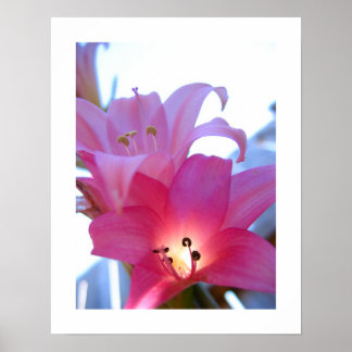 Floral Radiance Poster