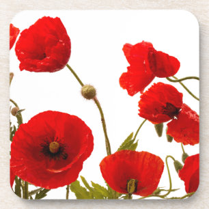 Floral Red Poppy Flowers White Background Spring Coaster