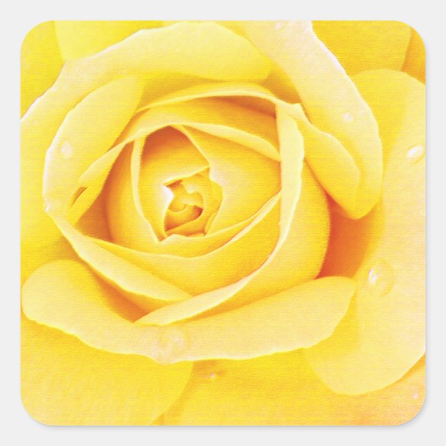 Floral Rose Flower Orange Yellow Easter Spring Square Sticker (Front)