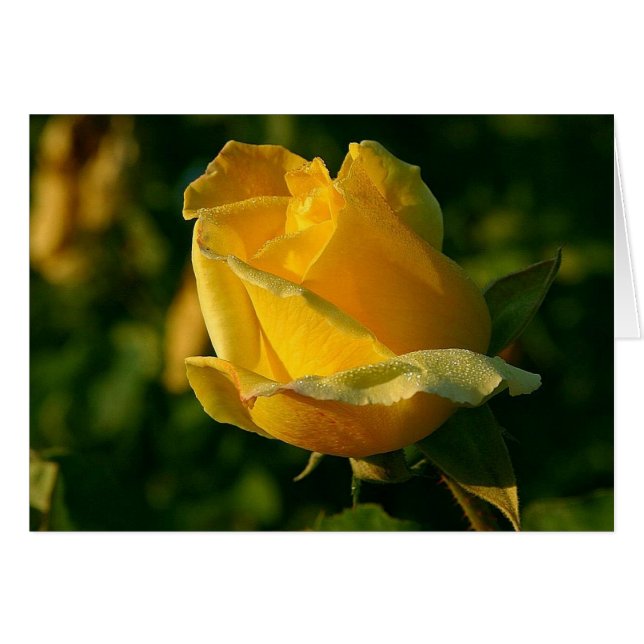 Floral rose jaune 2 (Devant horizontal)