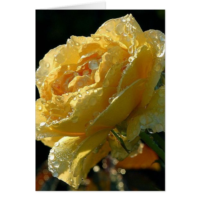 Floral rose jaune 6 (Devant)
