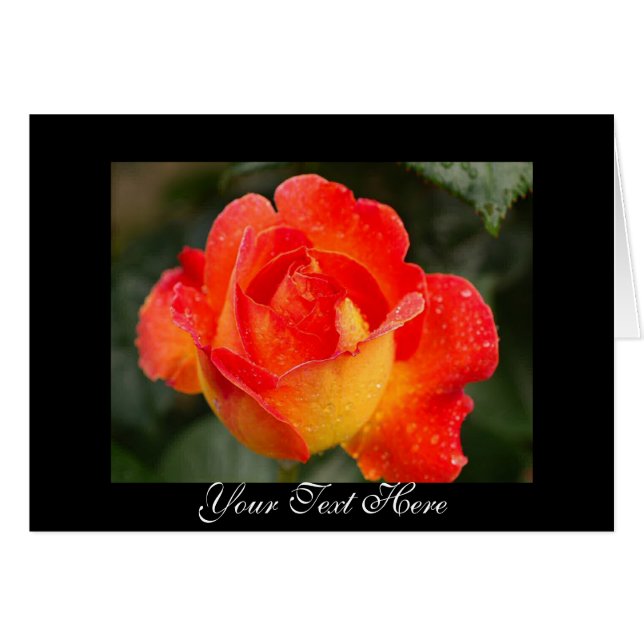 Floral Rose orange (Devant Horizontal)