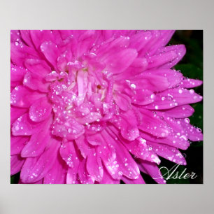 Floral Series: Asteraceae Poster