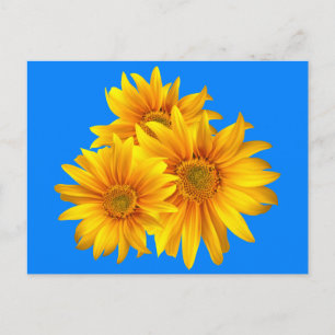 Floral Sunflower Yellow Flowers Blue Sky Postcard