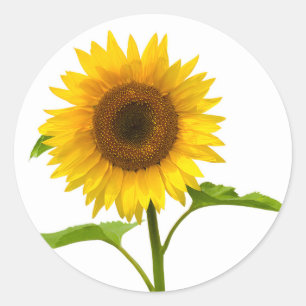 Floral Sunflower Yellow Sunflower Classic Round Sticker