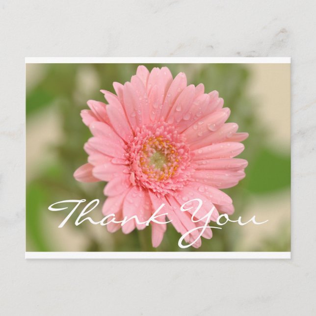 Floral Thank You Pink Gerbera Daisy Flower Postcard (Front)