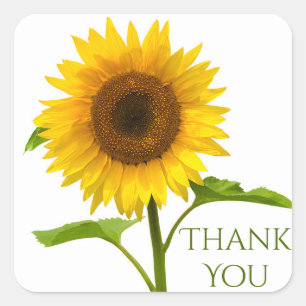 Floral Thank You Yellow & Green  Sunflower Flower Square Sticker