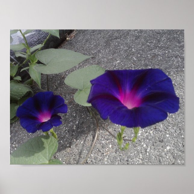 Floral Value Poster Paper (Front)