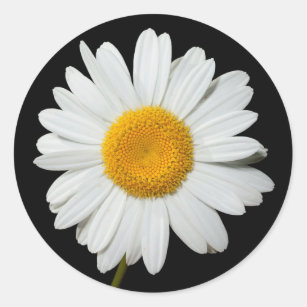 Floral White Daisy Flower Black Wedding Party Classic Round Sticker