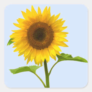 Floral Yellow Sunflower,  Flower Love Square Sticker