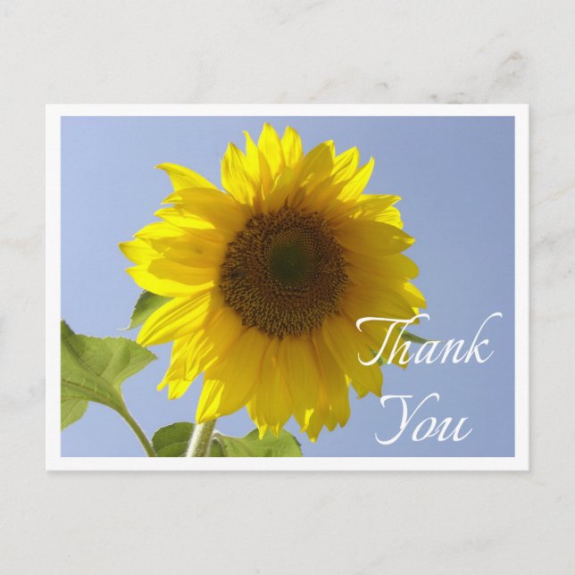Floral Yellow Sunflower Thank You Flower Postcard (Front)