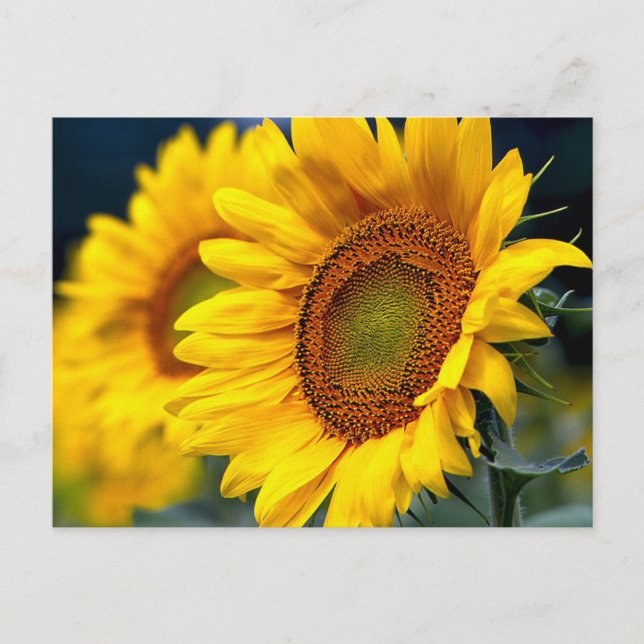 Floral Yellow Sunflowers - Hello, Love, Thank You Postcard (Front)