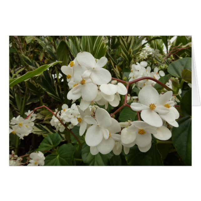 Flore de Bégonia blanche tropicale (Devant horizontal)