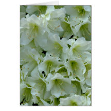 Flore de patchs Azalea blanc