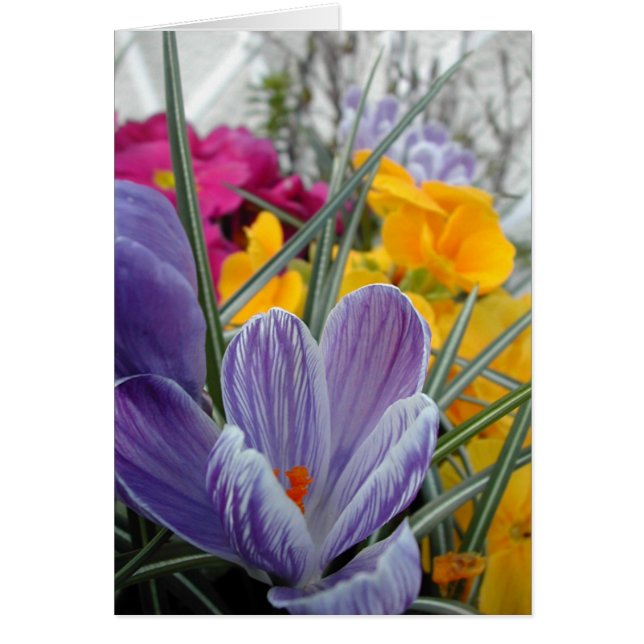 flore pour le ressort #3 (Devant)