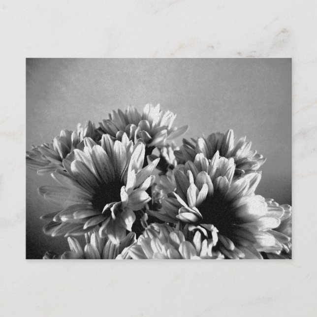 Floreal Black and White Postcard (Front)