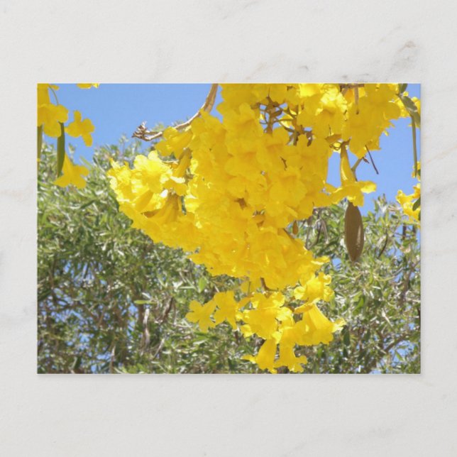 Flores de Puerto Rico Postcard (Front)