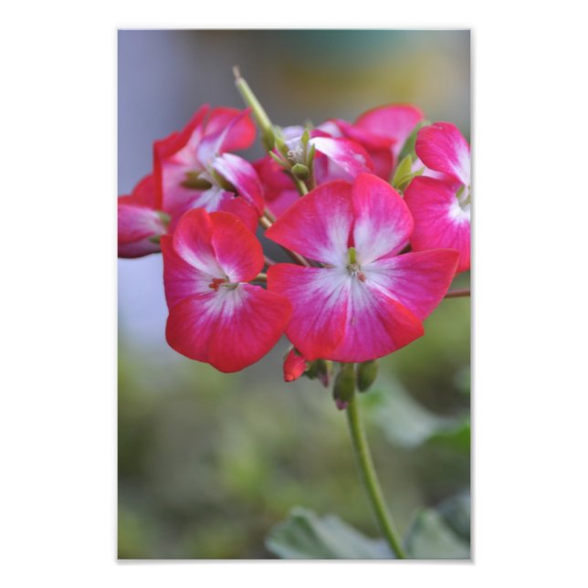 Flores, Flowers Photo Print (Front)