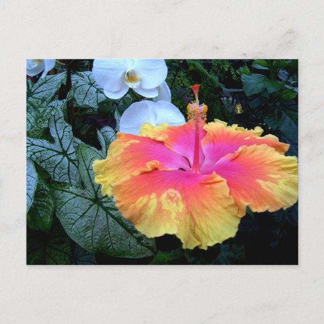 flores. postcard (Front)