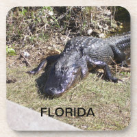 Florida Alligator Lounging in Warm Sunshine